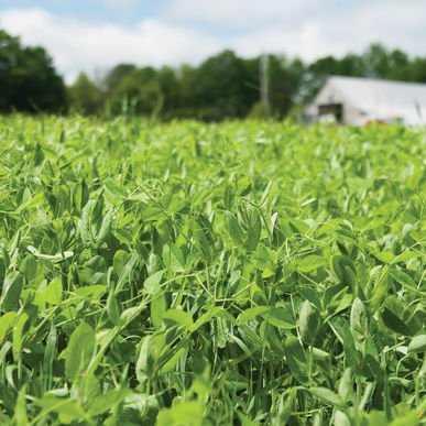 4010 Spring Field Peas OG Cover Crop - 50 lb Bag - Image 3