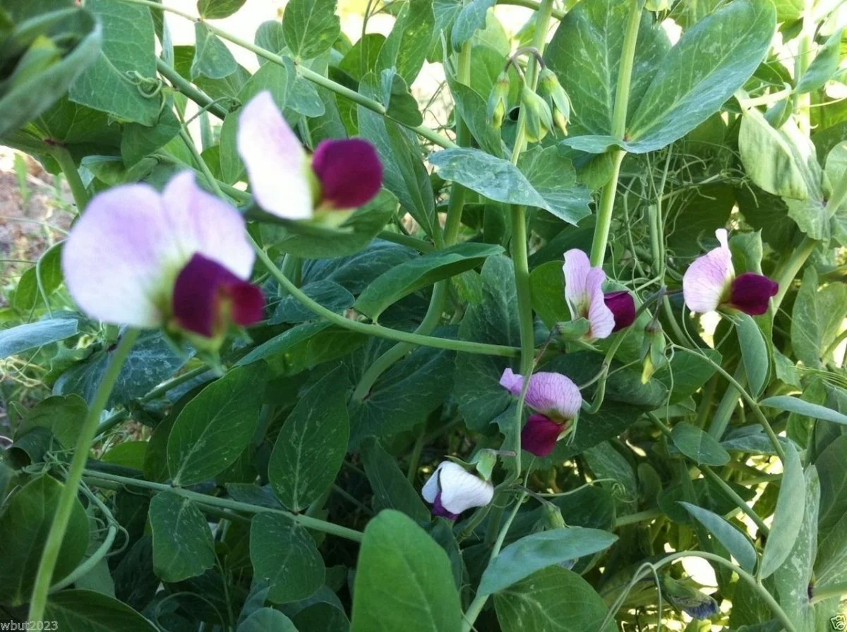 Austrian Winter Peas OG Cover Crop- 50 lb Bag - Image 3