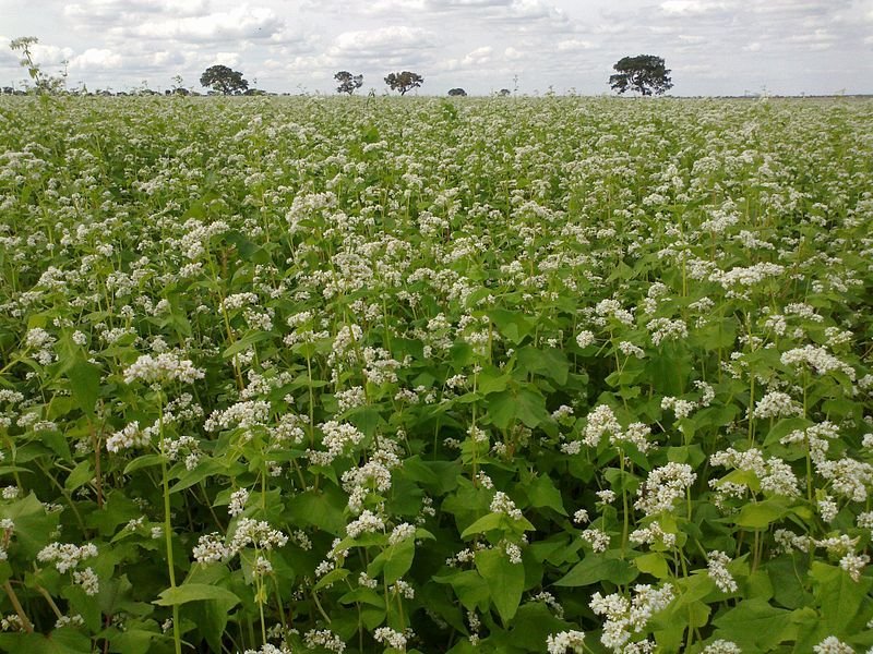 Buckwheat OG Cover Crop Seed - 50 lb Bag - Image 3