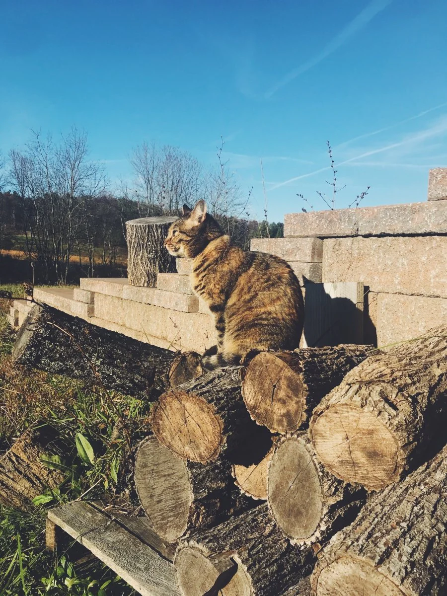 Cats - Biological Control Agents - Image 10
