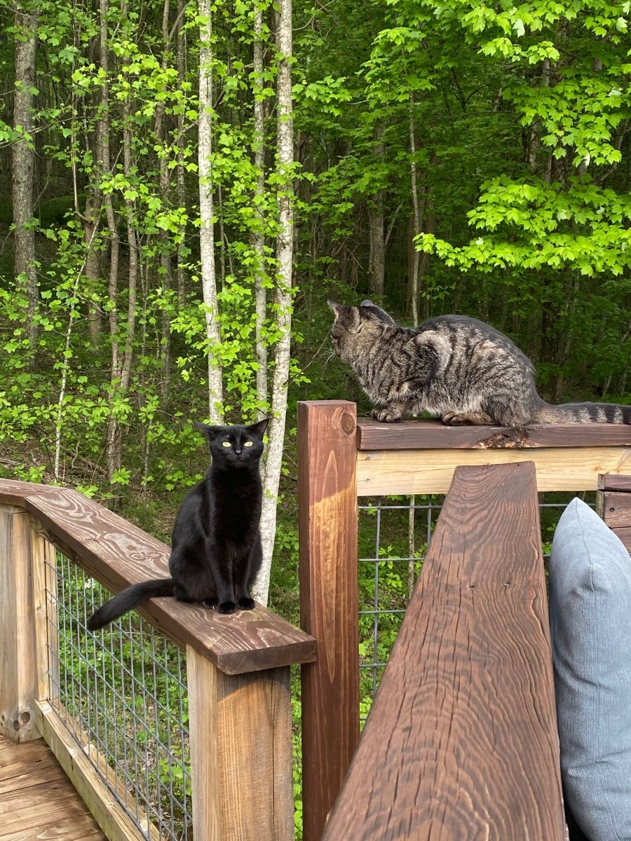 Cats - Biological Control Agents - Image 4