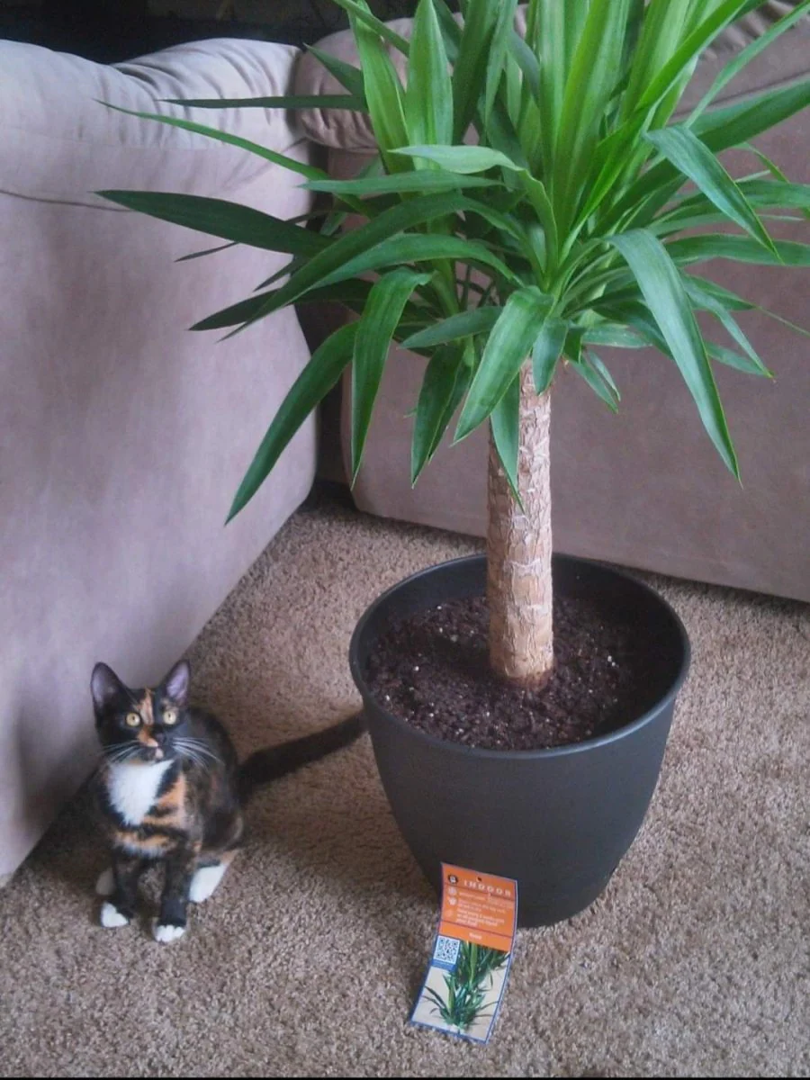 Cats - Biological Control Agents - Image 8