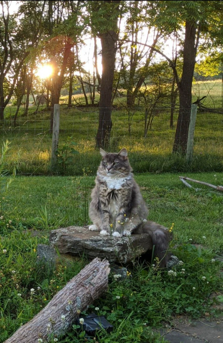 Cats - Biological Control Agents - Image 9