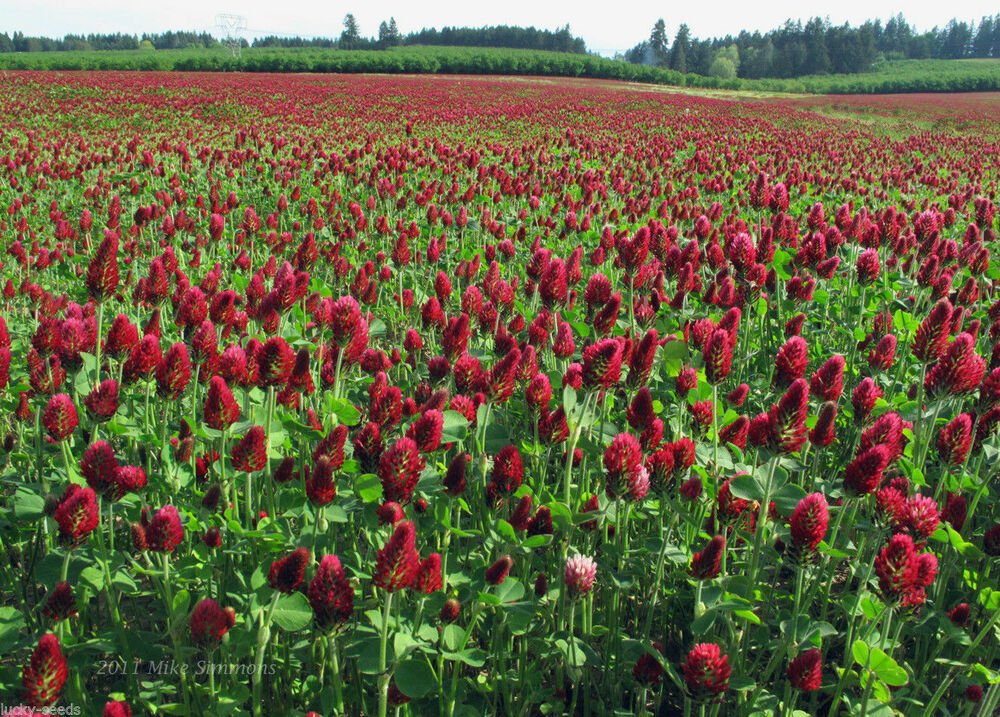 Clover - Crimson Cover Crop Seed - 50 lb Bag - Image 4