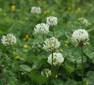 Clover - Dutch White Cover Crop Seed- 25 lb Bag - Image 4