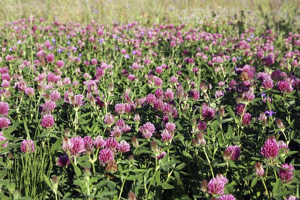 Clover - Medium Red NON OG Cover Crop Seed- 50 lb Bag - Image 4