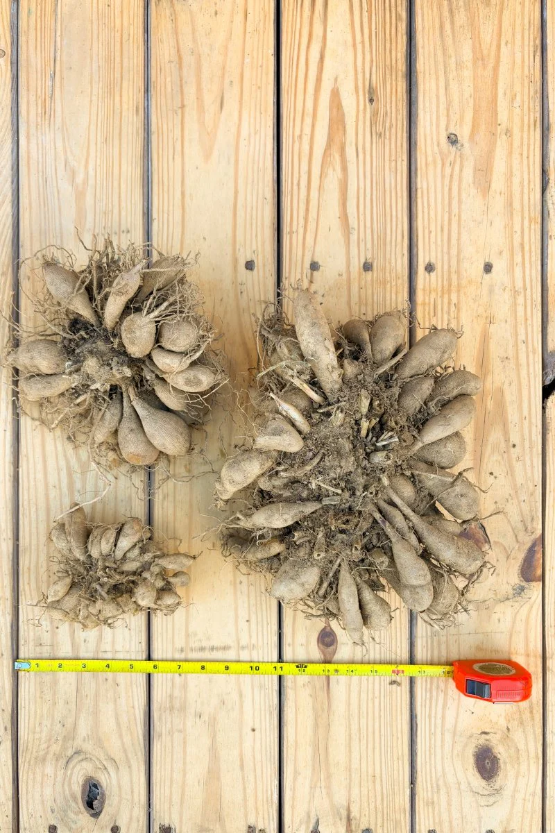 Dahlia Tubers - Large - Image 3