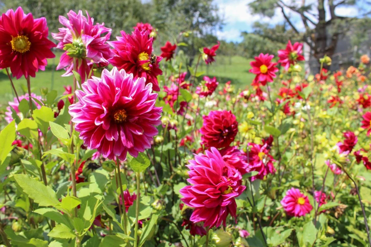 Dahlia Tubers - Large - Image 7