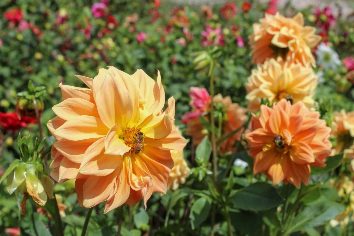 Dahlia Tubers - Large - Image 8