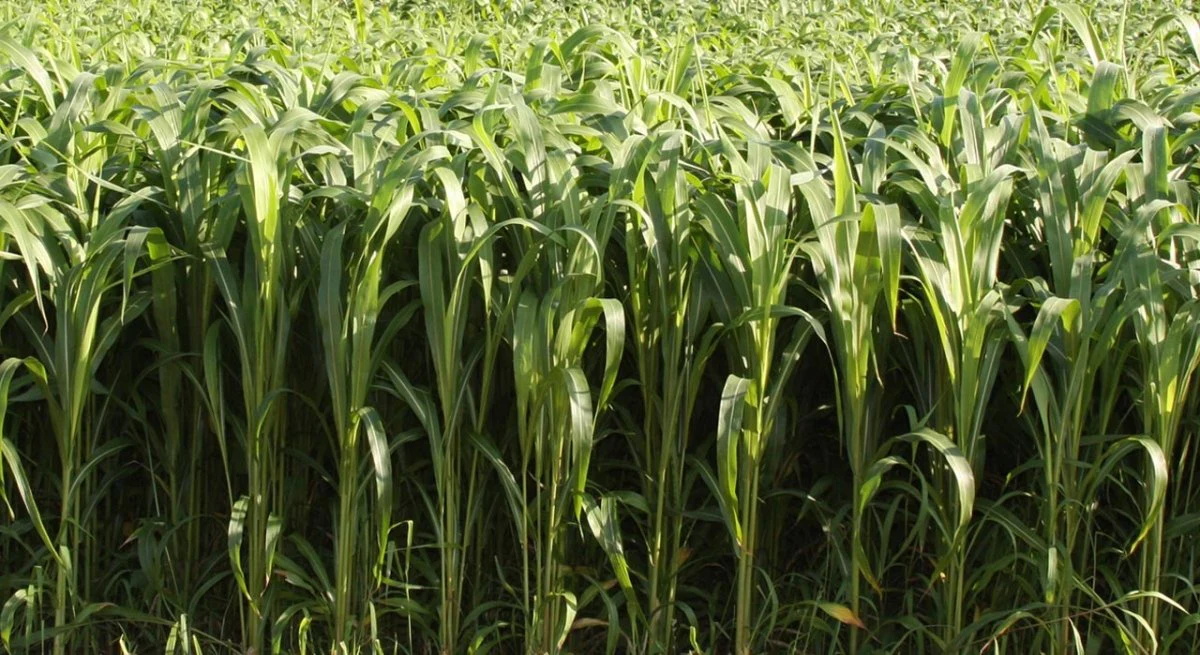Sorghum Sudangrass Hybrid Cover Crop Seed - Variety Varies - 50 lb Bag - Image 3