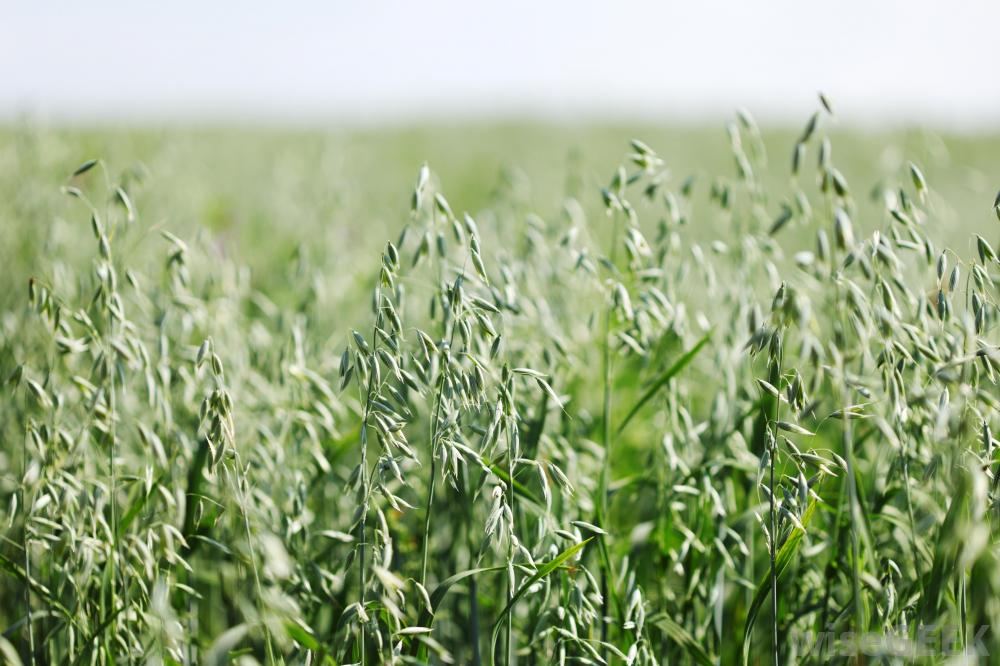 Spring Oats OG Cover Crop Seed - 50 lb Bag - Image 3