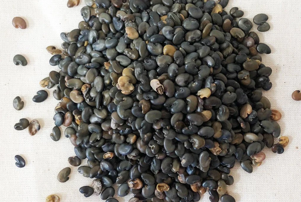 Sunn Hemp - Crotalaria Juncea VNS Cover Crop Seed - 50 lb Bag - Image 3