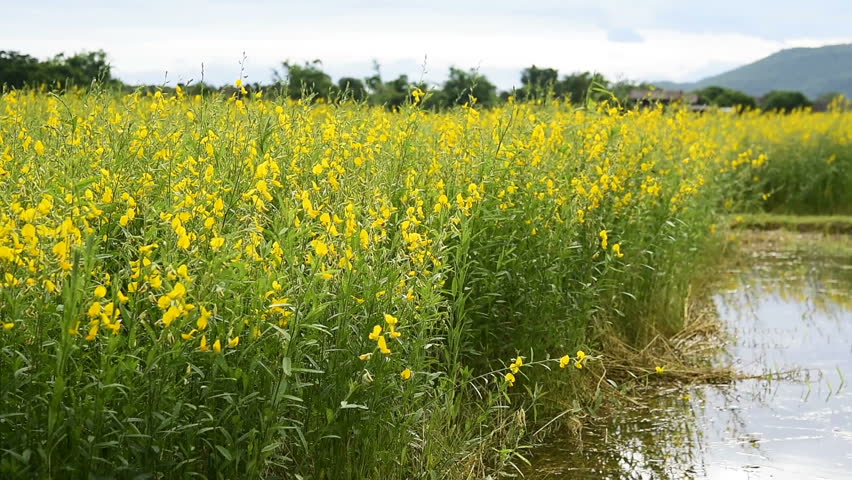 Sunn Hemp - Crotalaria Juncea VNS Cover Crop Seed - 50 lb Bag - Image 4