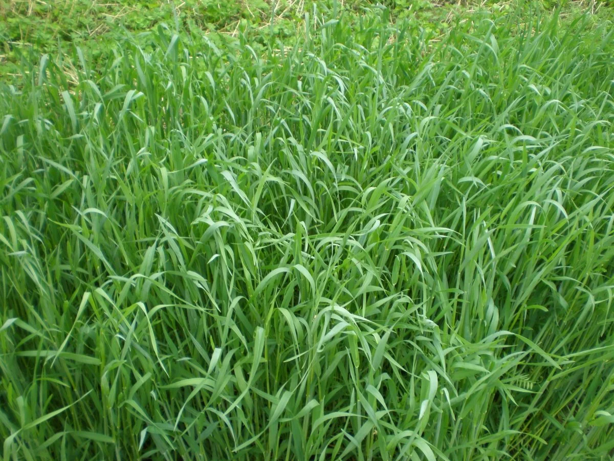 Winter Rye OG - VNS Cover Crop Seed - 50 lb Bag - Image 3