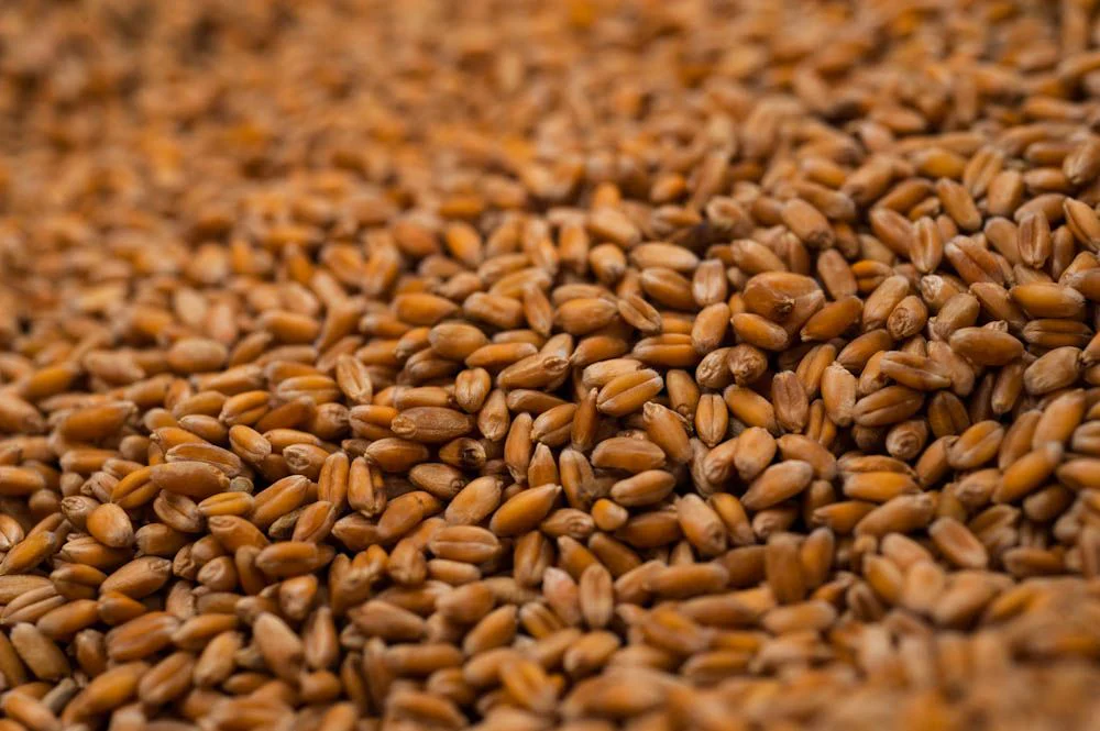 Winter Wheat OG - Red Hard Cover Crop Seed - 50 lb Bag - Image 3