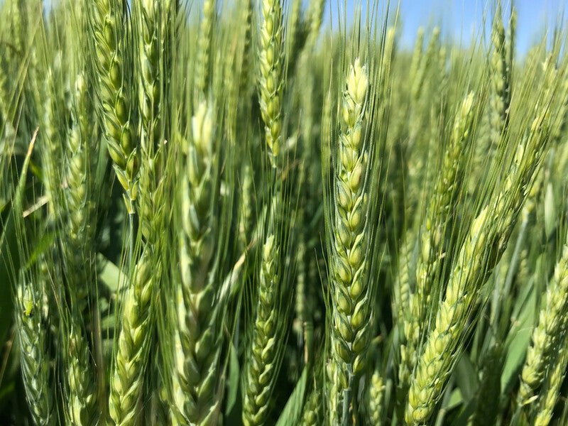 Winter Wheat OG - Red Hard Cover Crop Seed - 50 lb Bag - Image 4