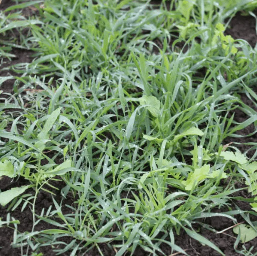 WinterMax CC3 OG - Rye/Vetch/Radish - 50 lb Bag - Image 4